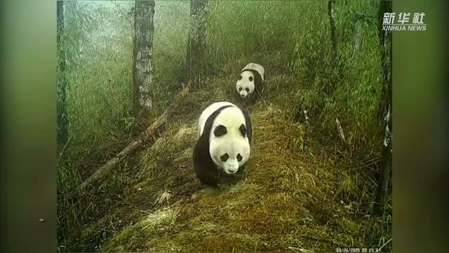 难得一见！野生大熊猫带娃散步
