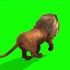【绿幕素材】B站最全动物类型绿幕素材《 狮子 》高清画质，无水印！