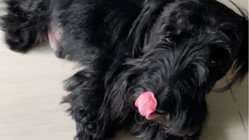 怎么教狗狗装死 27d18ef7484c0f6b990ecc27ab56958ed2d04f47.jpg@280w_158h_1c_100q.jpg