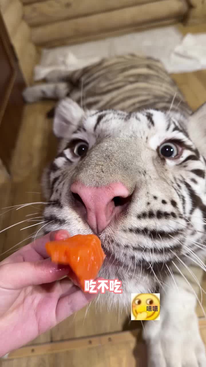 今天沉浸式吃深海大肥猪