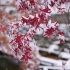 雪中的枫叶