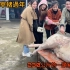 越南苗族姑娘小竹家宰猪过年，这头猪有230公斤，请全村来帮忙吃