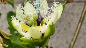 27f6b2775621b88e89d2551df608df6131b26cb6.jpg@280w_158h_1c_100q.jpg