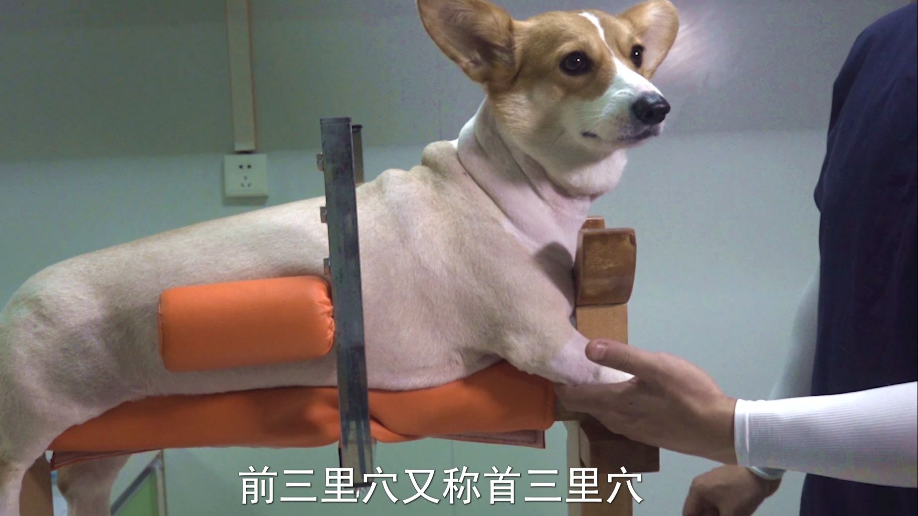 【华夏中兽医学院】宠物针灸经络穴位学习（从入门到精通）必看课程！前三里穴的定位与扎针手法