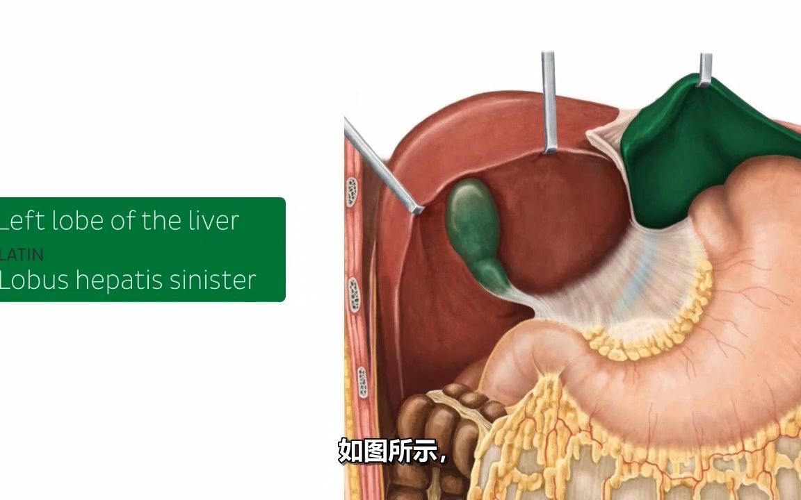 肝脏原位解剖 - 人体解剖