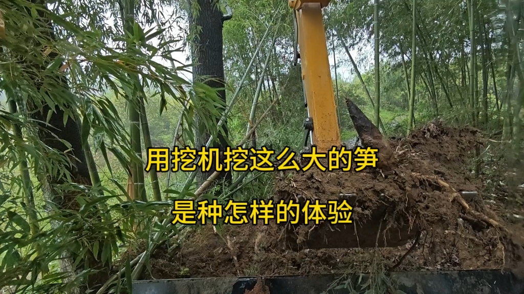 用挖机挖竹笋是种怎样的体验