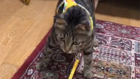 怎么看小猫有没有受内伤 284510a7d895b87a560abf1c0448028080821aab.jpg@280w_158h_1c_100q.jpg