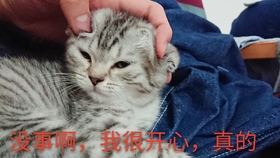 28460fe79afdee8138c7cc996f68840e07ae96ad.jpg@280w_158h_1c_100q.jpg