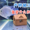 迷你鹦鹉鱼产卵第三天，小鱼孵化到什么状态了