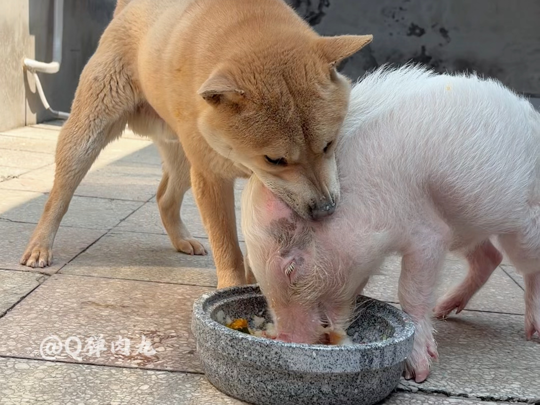 吃不上饭就啃猪头。