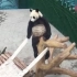 咱的大熊猫肯定是人扮的, 瞧瞧露馅了吧!