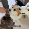 今天是第三视角我妹分零食之今天分薯片