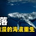 中国南海首次发现鲸落！世上罕见的自然现象，海洋巨怪的温柔回归