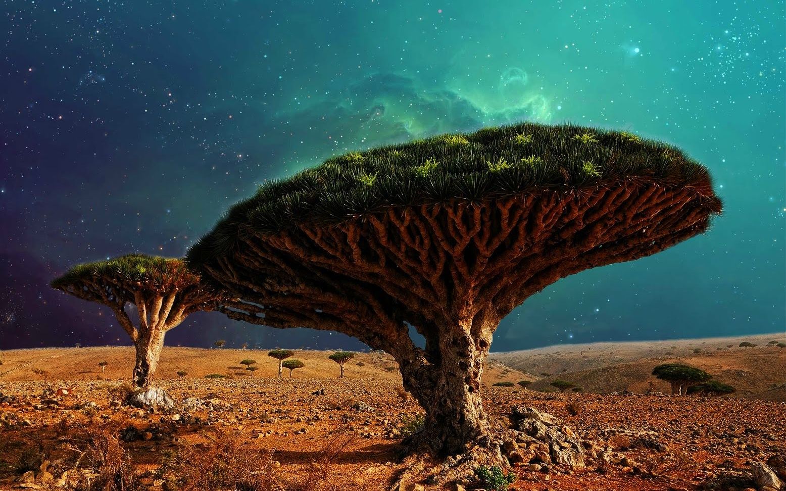 地球上最像外星的地方——也门索科特拉岛（中文原创字幕）