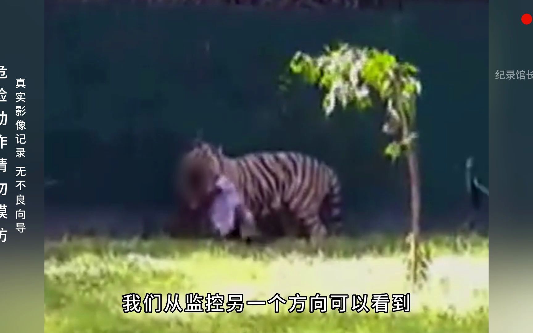 印度老虎吃人事件，实在是太惨了，动物园最严重的一次事故#监控下的一幕