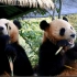 【大熊猫】毛竹&珍多