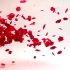 1129 超唯美浪漫红色玫瑰花瓣飘落我们结婚啦婚礼庆典结婚爱情开场视频片头ae模板 科技片头 文字视频 PR