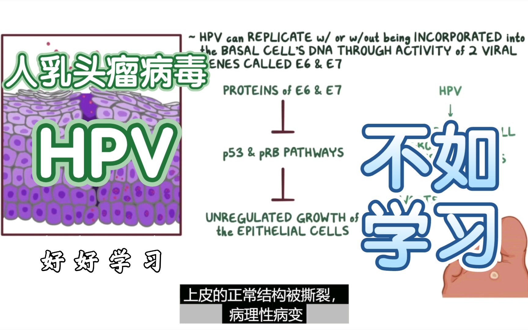 HPV人乳头瘤病毒_word文档在线阅读与下载_文档网