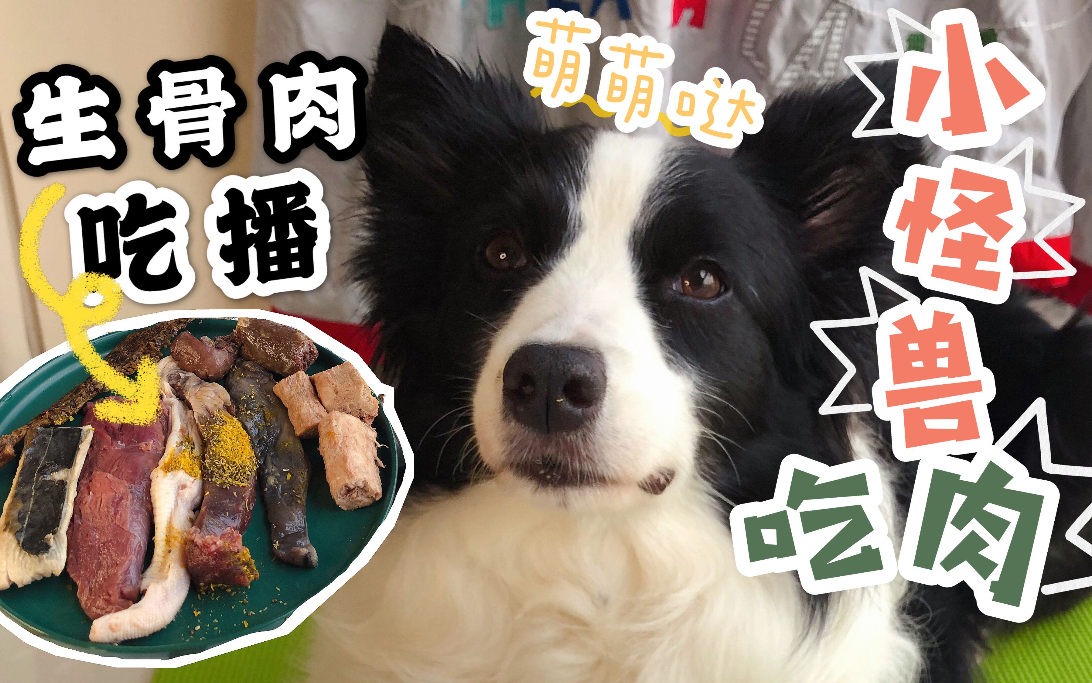 【边境牧羊犬】萌萌哒的“小野兽”