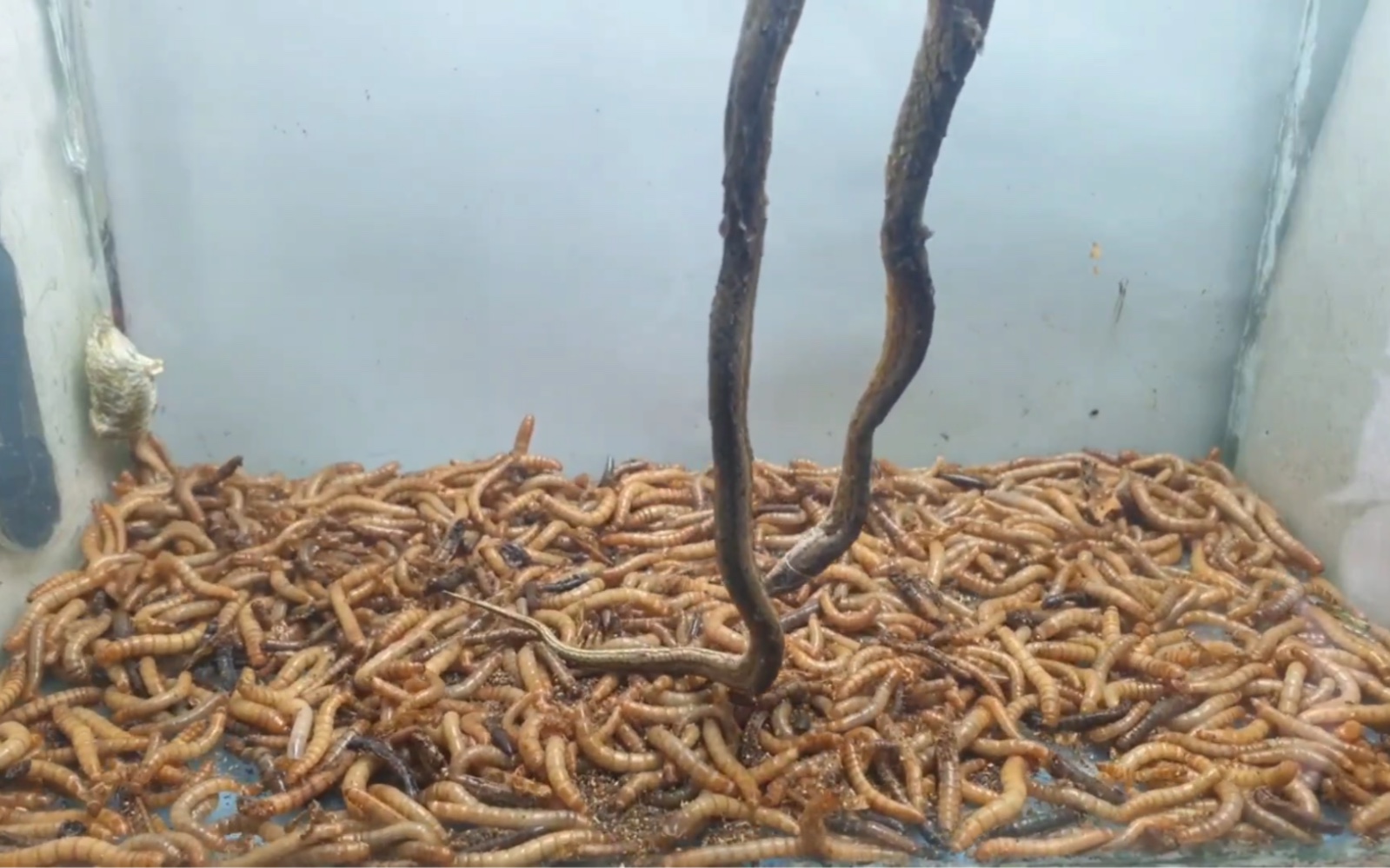 蛇遇到1000只面包虫，直接成一副脊骨架