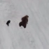 熊妈妈带小熊爬雪山