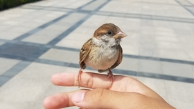 怎么养小麻雀 28f201ce20494af03bf44bee0e41c230173e0c27.jpg@280w_158h_1c_100q.jpg