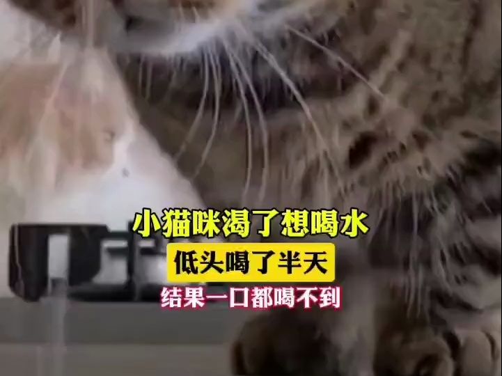 小猫咪渴了想喝水，低头喝了半天，结果一口都喝不到