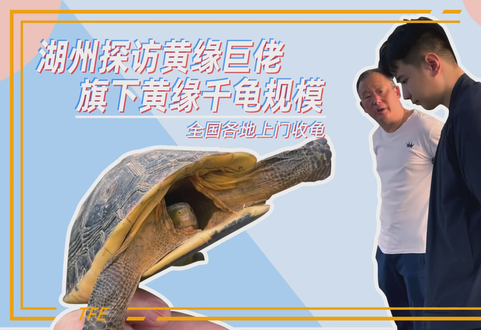 三农养殖场，浙江湖州未来的养龟超级大户，黄缘大佬，层层选育，未来规模有望全国头部