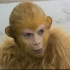 【西游记】光秃秃的小猴猴出生啦！