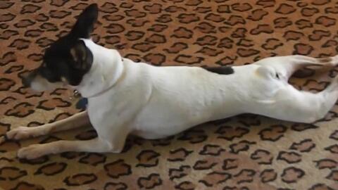 怎么教狗狗趴下的动作 29683ba8aacb570e35529538d171a5074397538f.jpg@480w_270h_1c