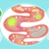 姚文团队发现凝结芽孢杆菌-乳果糖合生元可缓解小鼠肠道炎症