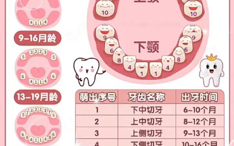 宝宝出牙顺序 哔哩哔哩 Bilibili