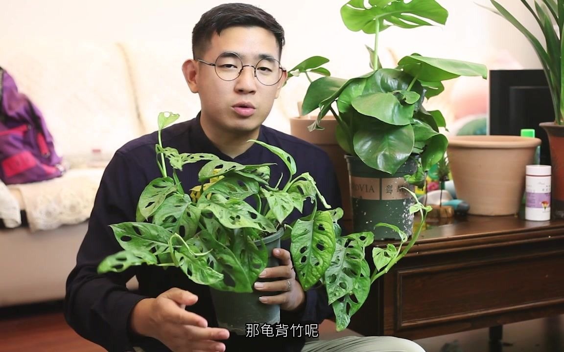 园艺师教你养龟背竹，这可能是关于龟背竹，最全面的养护教程了