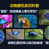 【动物颜色系列科普】为什么蓝色在动物中更罕见？动物是怎么让自己变蓝的