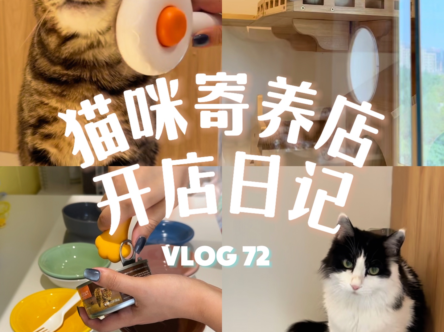 《猫咪寄养店高素质猫咪集合》 Vlog 72