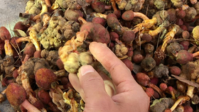 怎么晒笋干不发白 299d7ad75ac23c1f571e939dedcddb34905e0149.jpg@280w_158h_1c_100q.jpg