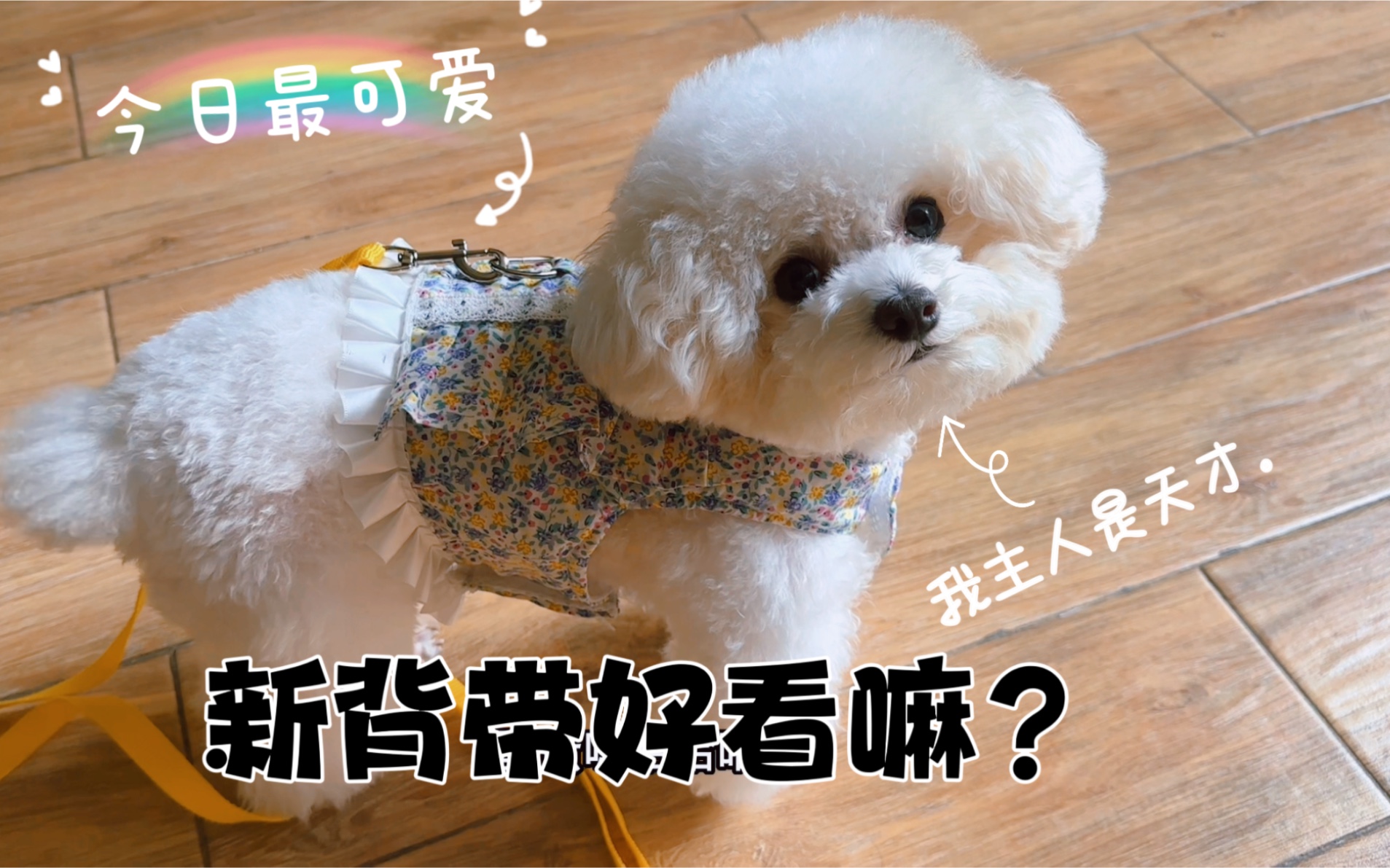 给狗狗做了个新的碎花胸背，这回狗狗和猫咪可以穿同款炸街了！