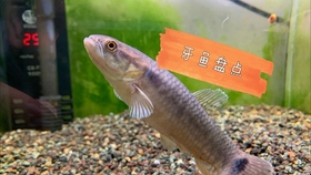 草金鱼怎么过水入缸 29aec80e8ed3197a71a25f6e100c4981eb08bd91.jpg@280w_158h_1c_100q.jpg