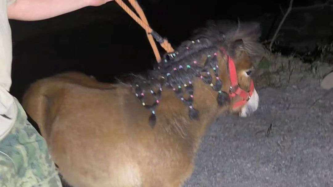 豫西狗场又添两员猛将，一只正儿八经的小矮马，一只正宗小山羊