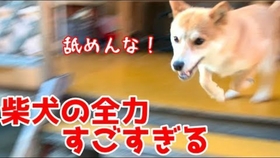 什么叫双血统豆柴 29c974f7b898bdf10fd0ab7b19453a61434b8072.jpg@280w_158h_1c_100q.jpg