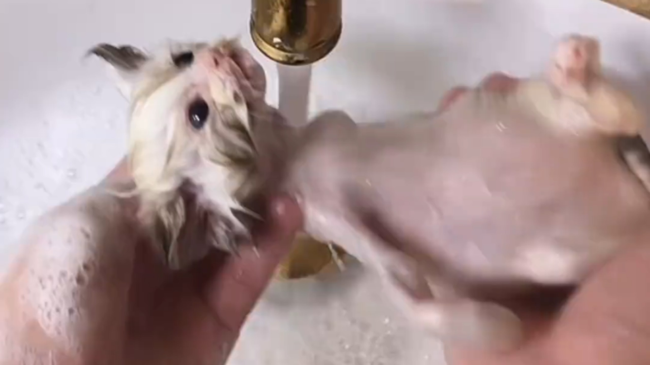 洗猫