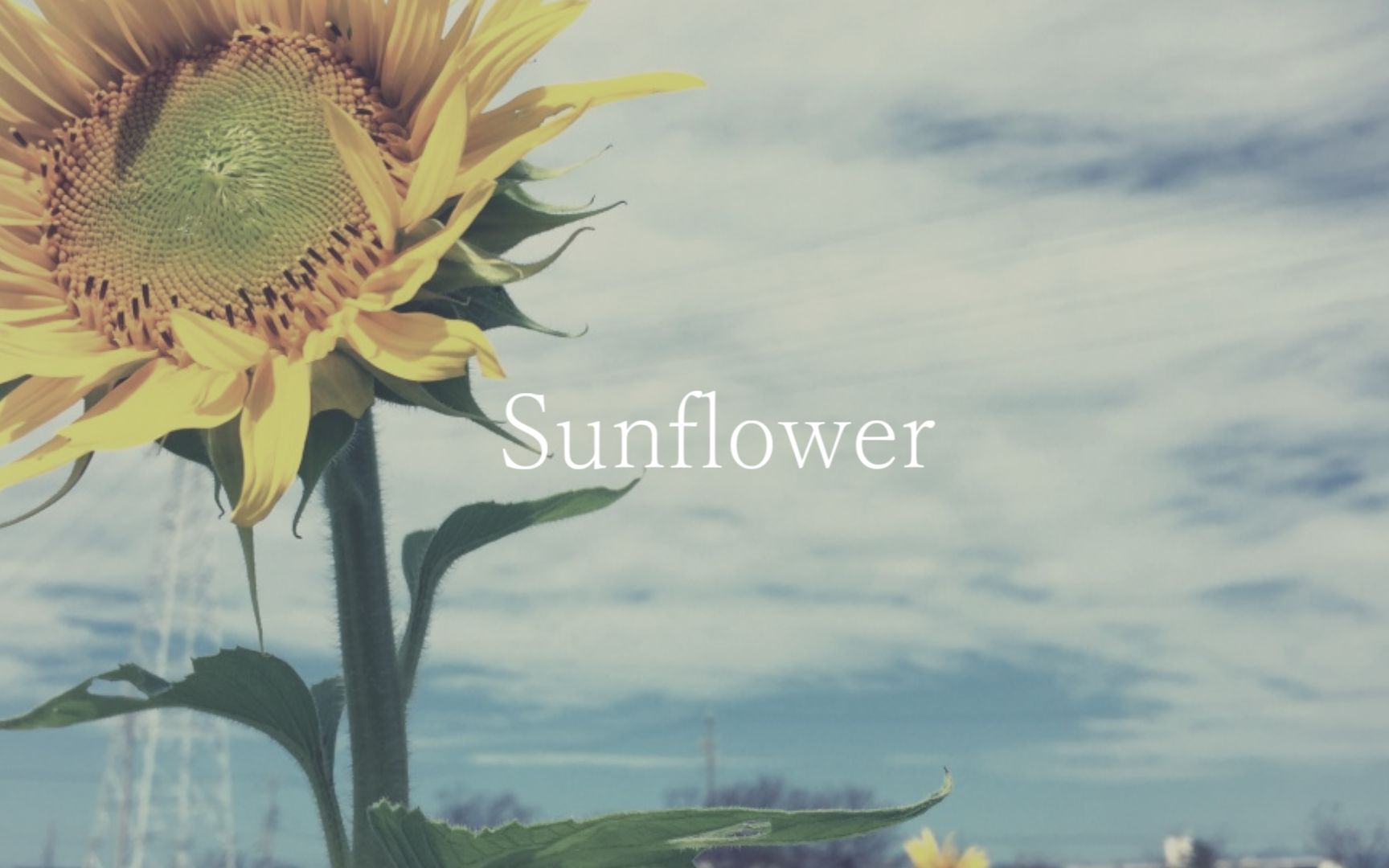 Sunflower/Orangestar feat.IA (Remix nogumi)