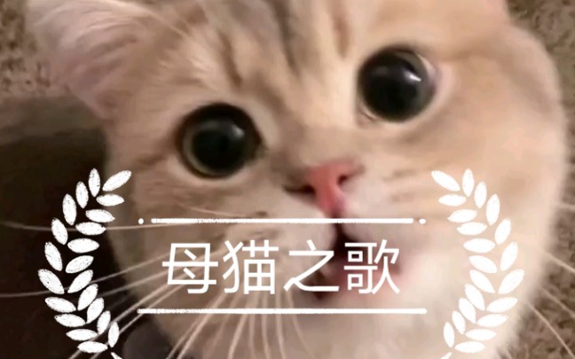 我愿称之为:母猫之歌哔哩哔哩bilibili