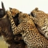 猎豹纪录片生肉  五只猎豹组合的惊险故事