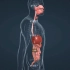 小肠在人体内的主要功能和职责 并且它是人体至关重要的一个器官