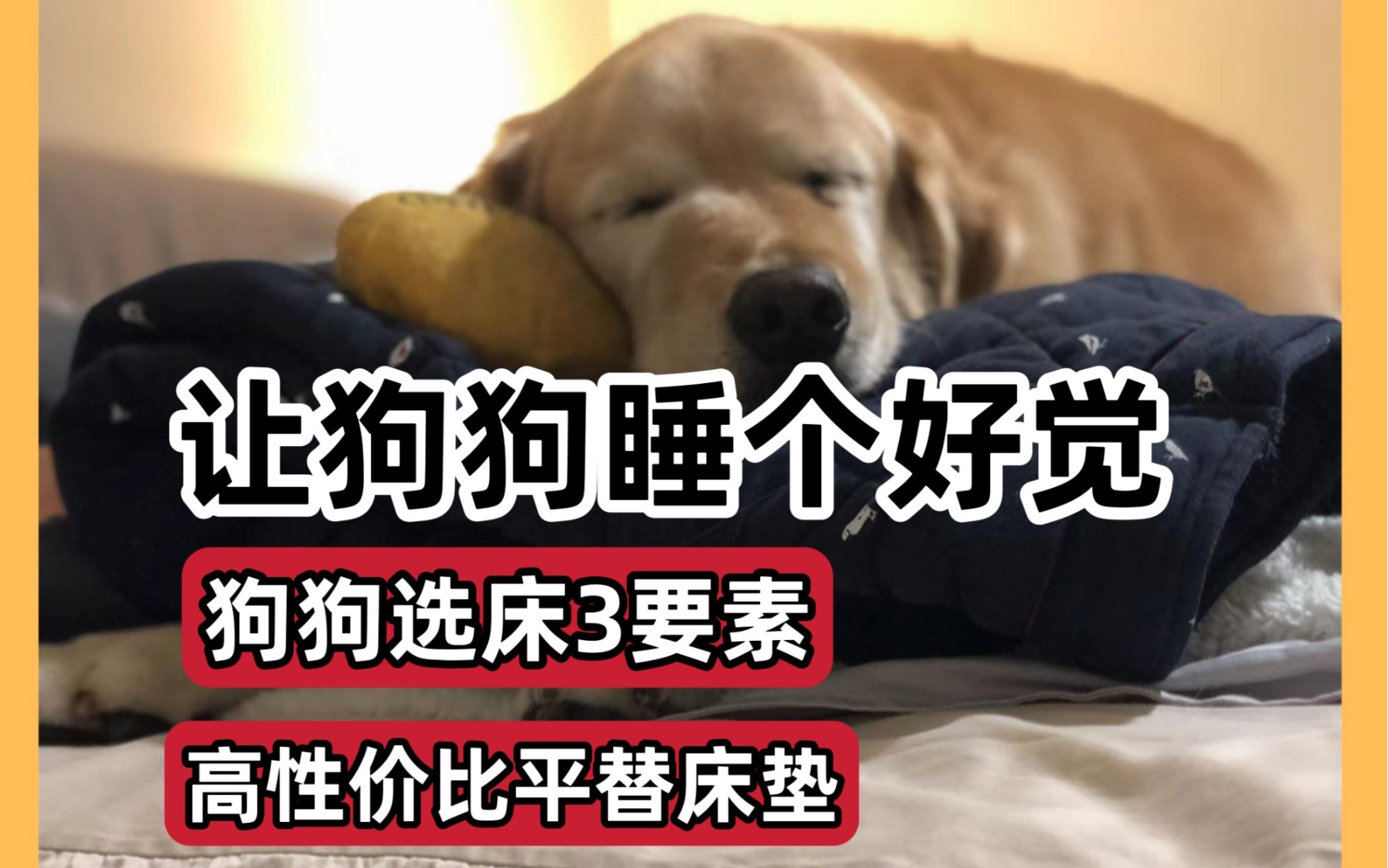 狗狗睡眠好物推荐，让狗狗睡个好觉！