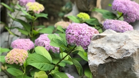 有什么方法可以快速解决杂草 2a1e7b7024846d4343ec7b902037545807b0e6cd.jpg@280w_158h_1c_100q.jpg