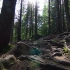空镜头视频素材 夏季阳光光线树林森林 素材分享