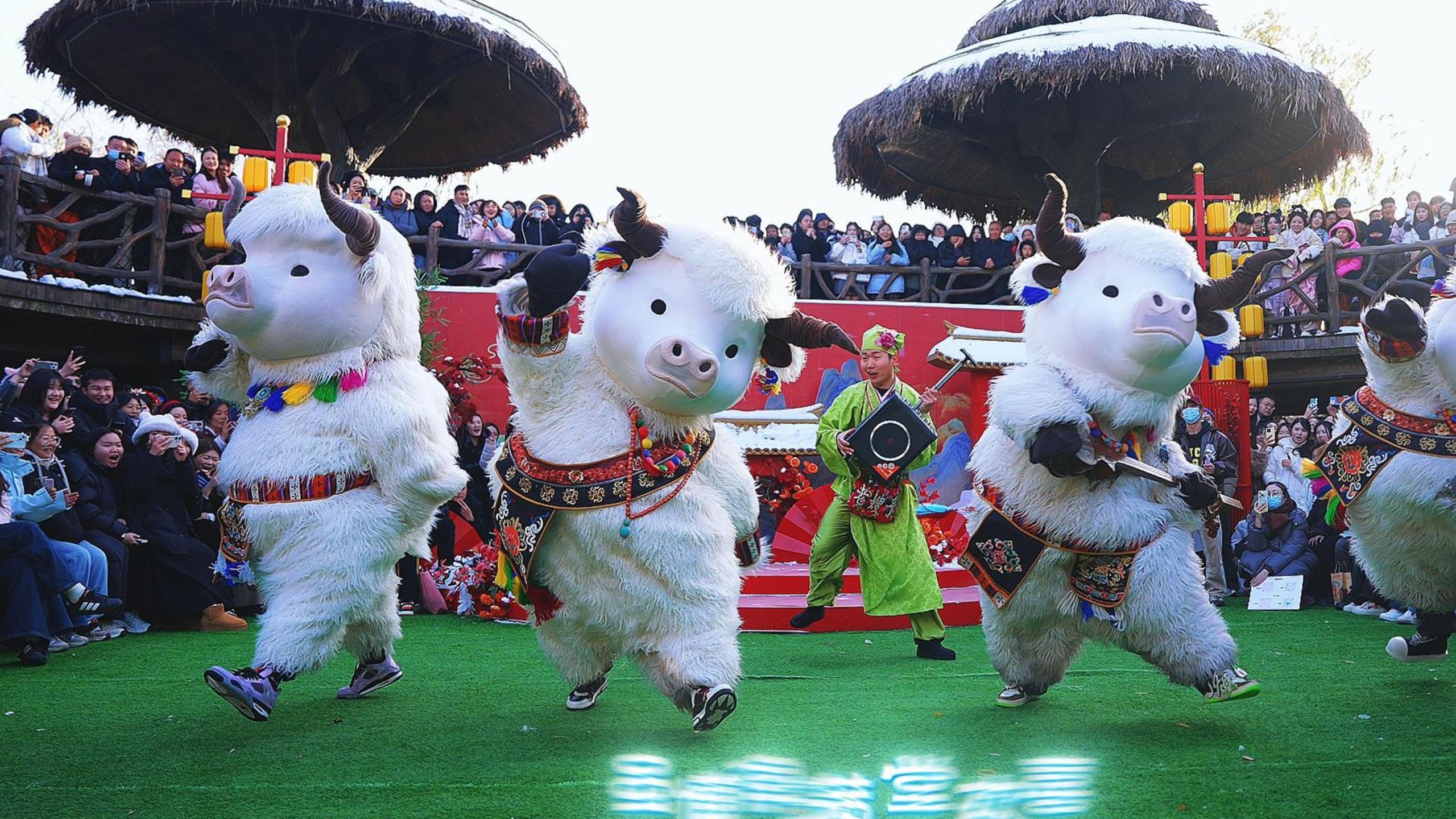 谁在万岁山看到了两只拉萨牛牛！