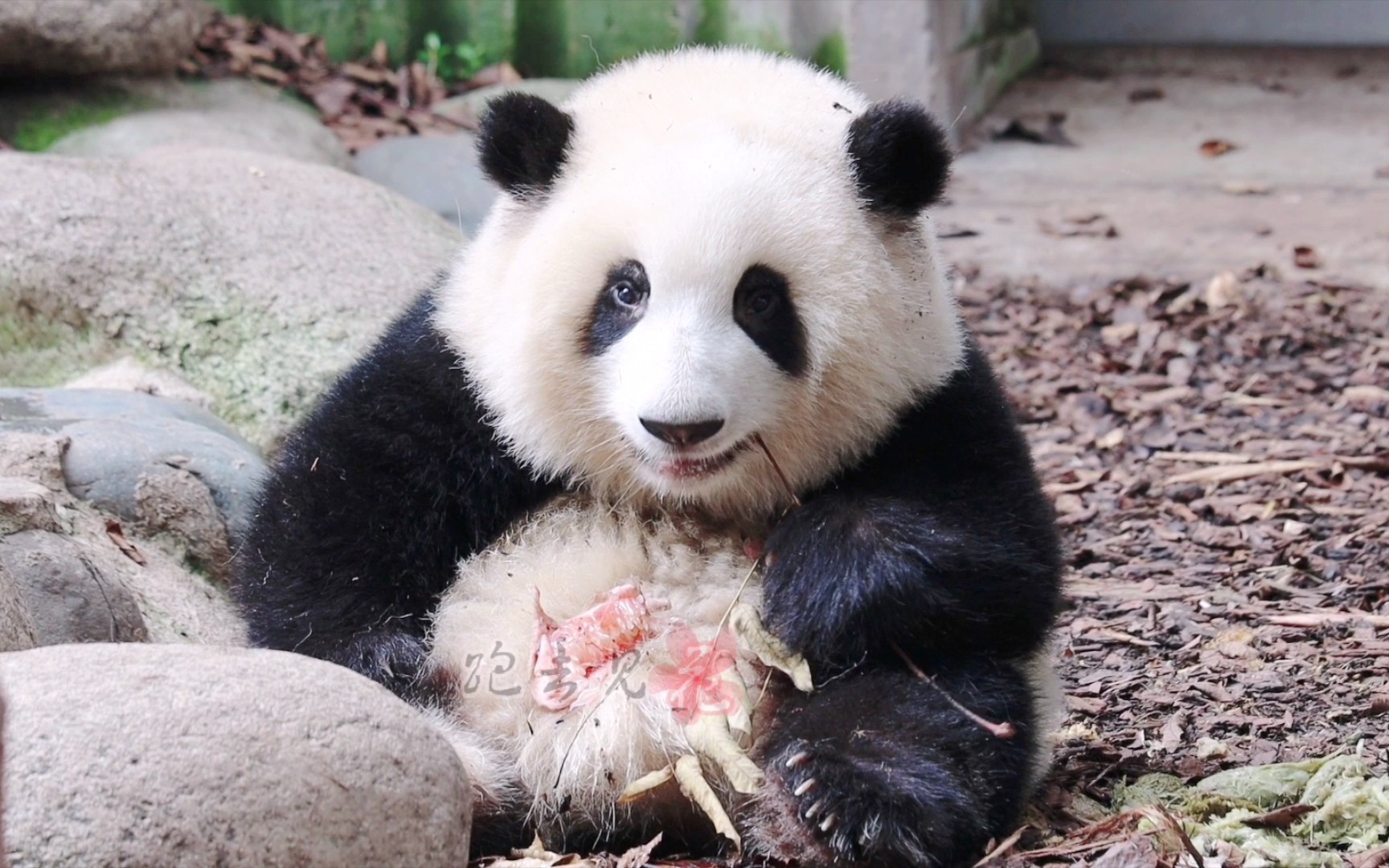 第一次跑去见花看到一只正在捡垃圾的臭宝大熊猫和花